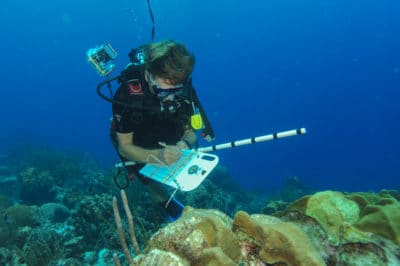 Fish Counting Reveals Altered Fish Behavior in Jamaican Stoplight Parrotfishes