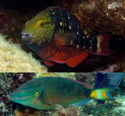 Parrotfish2Phases