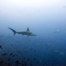 Galapagos Islands Coral Reef Research: Climate Change, Coral ...