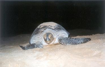 turtle nesting in the Farasan Islands