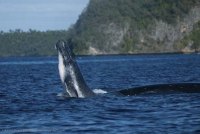 When not in a period of whales fasting, they feed on krill and plankton.