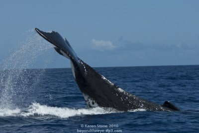 humpback whales, baleen whales