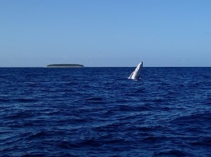 Baby-Humpback-Whale-breach-300x223