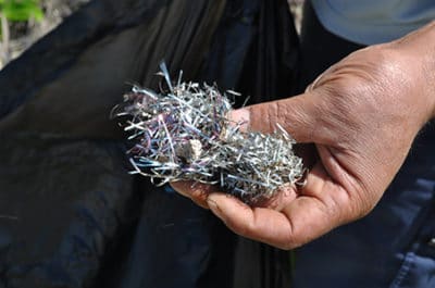 Christmas tree tinsel were the most interesting litter found during the beach cleanup.