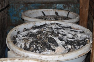 Here are the sea cucumbers being salted at the processing plant.