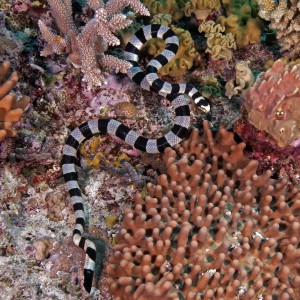 banded sea krait