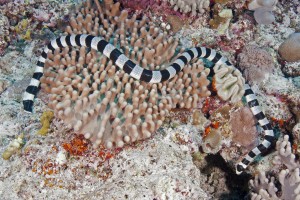 Sea kraits: This is the banded sea krait, Laticauda colubrina