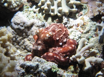 Day octopus, 'Octopus cyanea' (3)