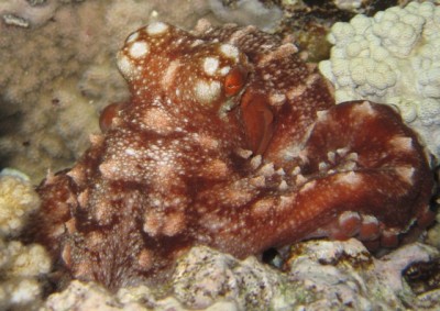 Day octopus, 'Octopus cyanea'