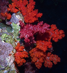 In addition to their beauty, soft corals are vital components of reef environments, in some cases contributing to reef structure, and a significant source of natural products used in biomedical research, cancer therapy and pharmacology.