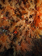 This is a true soft coral in the family Nephtheidae that we saw all over one of the walls of our dives.