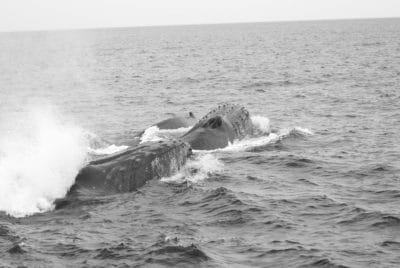 Whales fasting in Tonga.