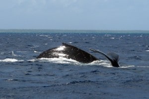 Humpback-Whale-Megaptera-novaeangliae-300x199