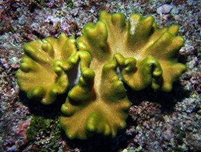 Soft Corals: Coral Reef Marine Invertebrates Lacking Internal ...