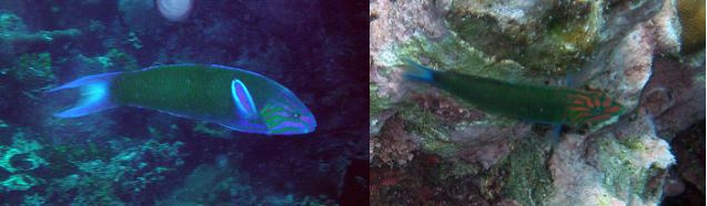 sex-changing fish of Farasan Islands