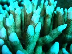 Red Sea coral disease: coral bleaching