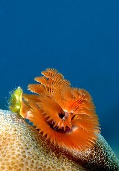 Reef Creatures: Christmas Tree Worm
