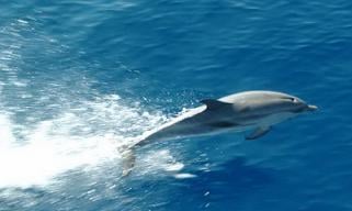 dolphin1a