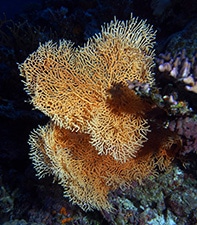 Unidentified soft corals (gorgonian)