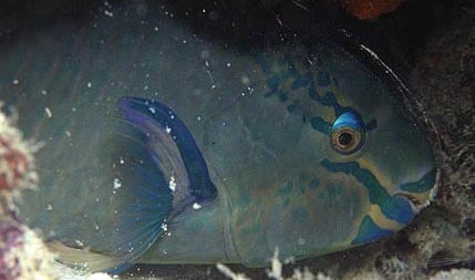 night parrotfish ah