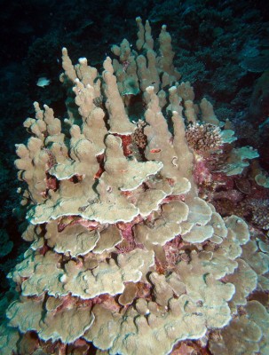 Porites rus coral found in Tonga coral reefs.