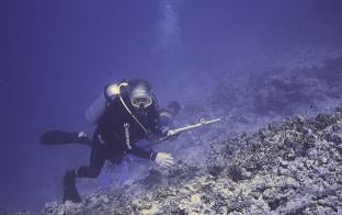 nursery habitat for juvenile coral reef fish