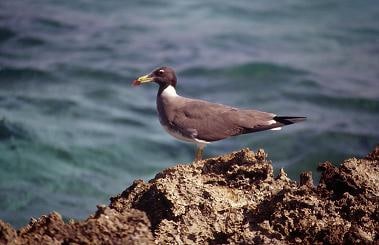 Breeding Gulls: Sooty Gull