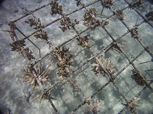 Coral nursery in Matamaka.