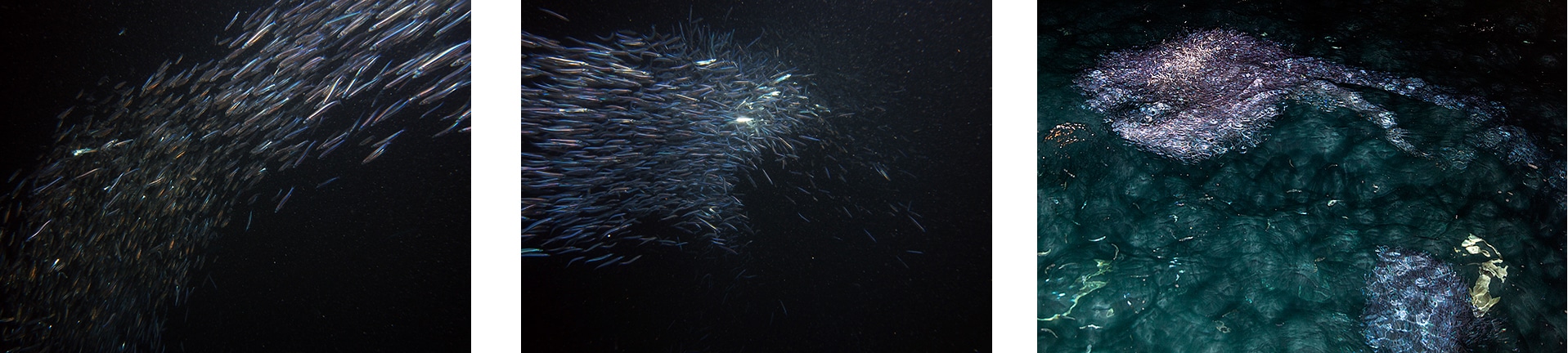 Bait fish forming three different bait balls. This lasted for over an hour; quite unusual fish behavior.