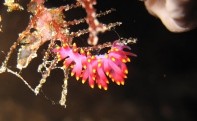 Aeloid nudibranchs - 'Cuthona'
