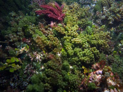 Green Algae: Caulerpa