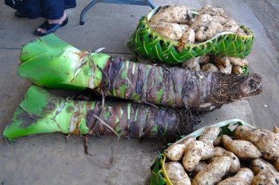 The large root-like plant is taro and there are sweet potatoes in the woven baskets.