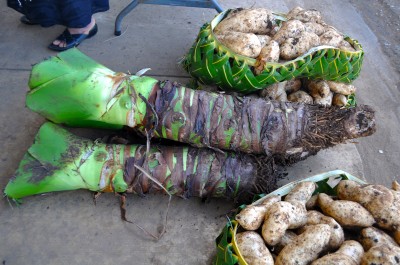 Tongan Livelihood Living Off The Land For Handicrafts Crops Cultureliving Oceans Foundation