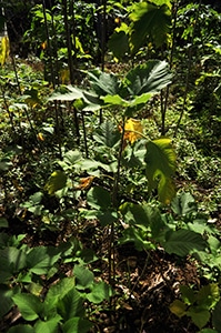 A young mulberry tree – they are used to make tapas.