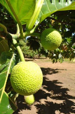 Breadfruit