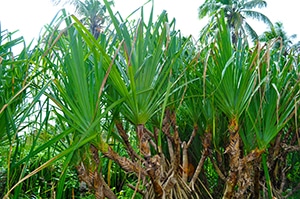 Pandanus leaves are used to in mat weaving.