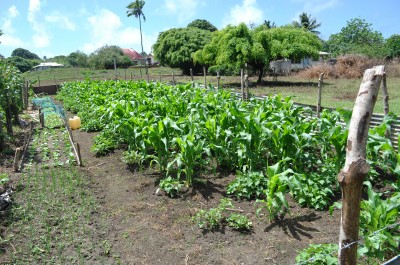 Tongan garden