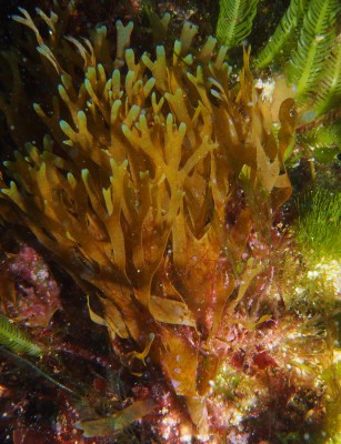 Brown Algae: Dilophus