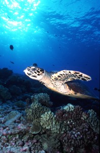 Hawksbill Sea Turtles