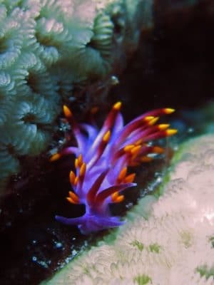 Aeloid nudibranch
