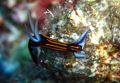 Slender roboastra nudibranch