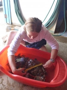 Karen Stone measuring a hawksbill sea turtles carapace.