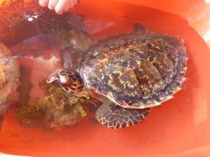 Here is a rescued hawksbill sea turtle.