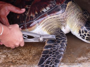 VEPA members tagging a green sea turtles.