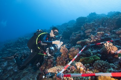Coral Reef Research: João Monteiro collects coral samples.