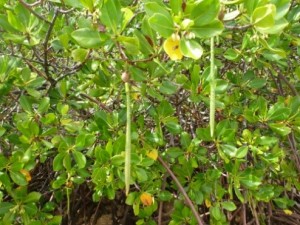 Mangrove Species: Rhizophora-stylosa