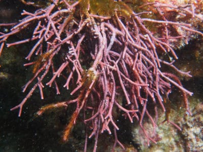 Red Algae: Tricleocarpa
