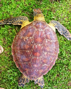 Rescued green sea turtles.