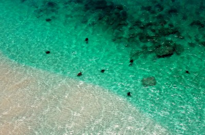 Sea Turtles Coming Ashore