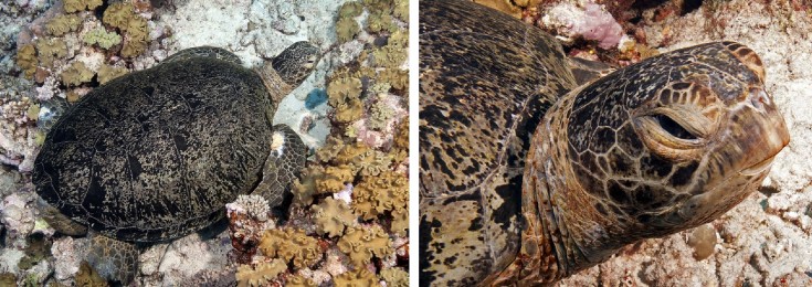 A green turtle rests on the seafloor